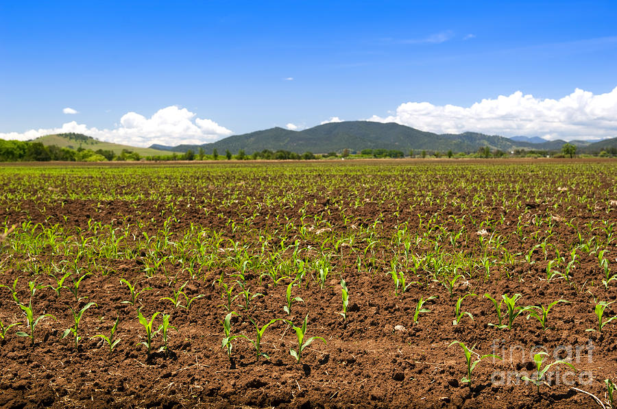 Cereal Photograph - Sprouting Corn Crop by THP Creative