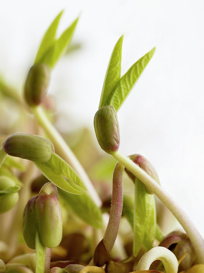 Sprouting Mung Beans Photograph by Science Photo Library