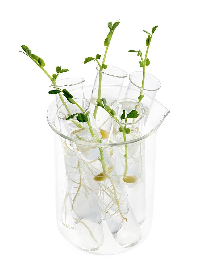 Sprouting Peas In Test Tubes Photograph by Science Photo Library