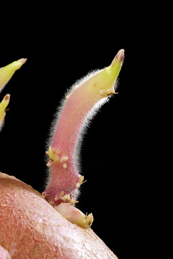 Sprouting Potato Photograph by Steve Horrell/science Photo Library