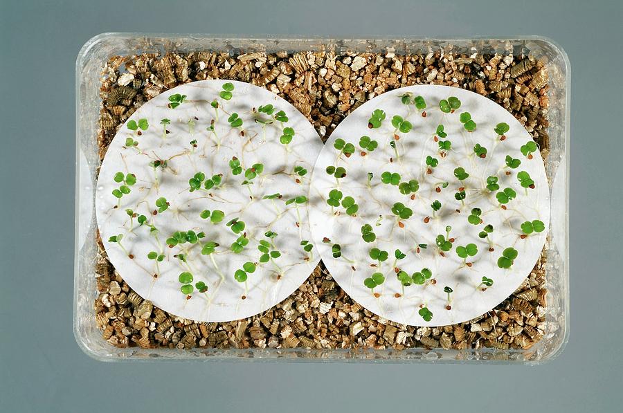 Sprouting Seeds Photograph by Uk Crown Copyright Courtesy Of Fera/science Photo Library