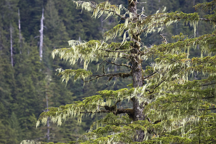 Spruce And Bearded Lichen Mitkof Isl Photograph by Konrad Wothe