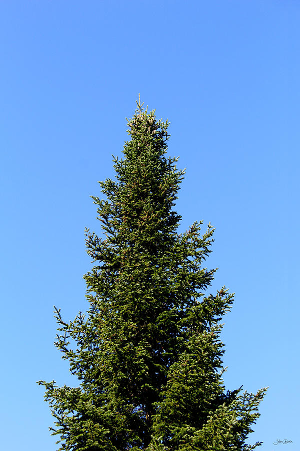 Tree Photograph - Spruce And Blue Sky by Julien Boutin