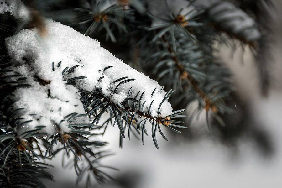 Spruce and Snow Photograph by Jay Stockhaus