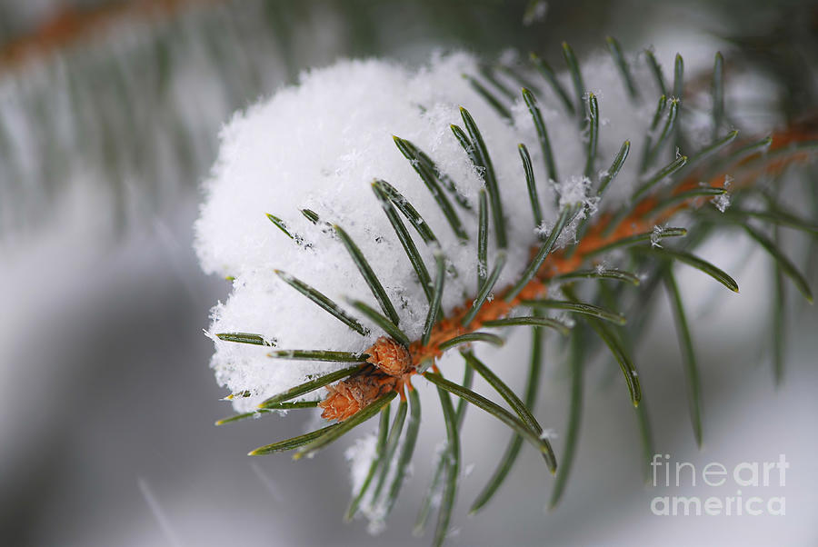Winter Photograph - Spruce branch with snow by Elena Elisseeva