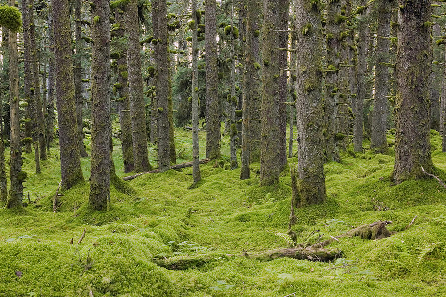 Spruce Forest & Moss Near Coast Kodiak Photograph by Kevin Smith
