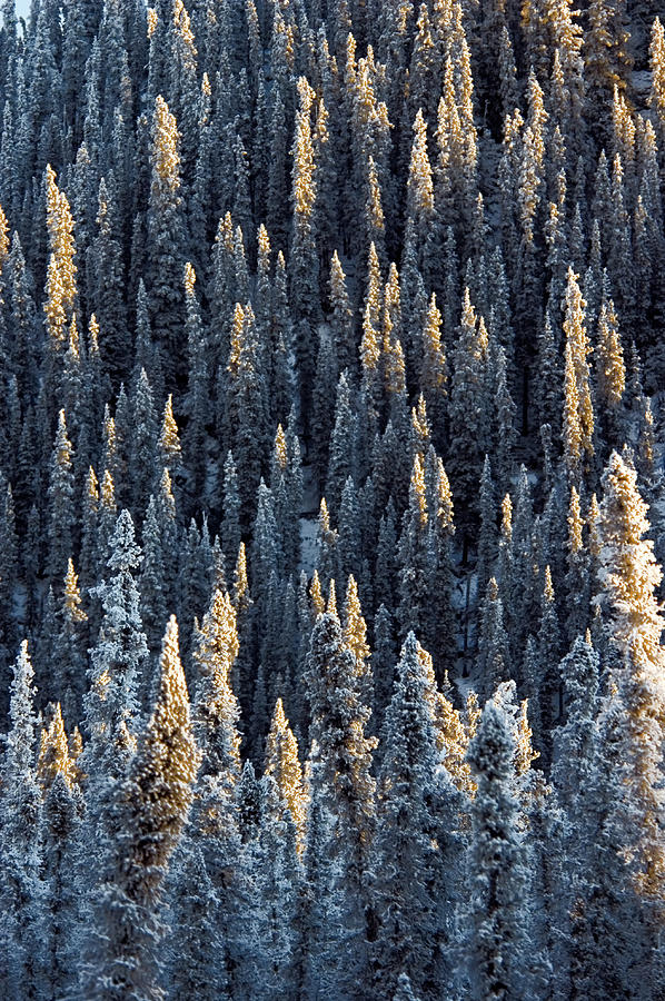 Spruce Forest Photograph by Mark Newman