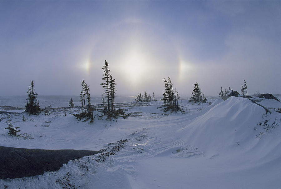 Spruce Forest With Sundogs Hudson Bay Photograph by Konrad Wothe