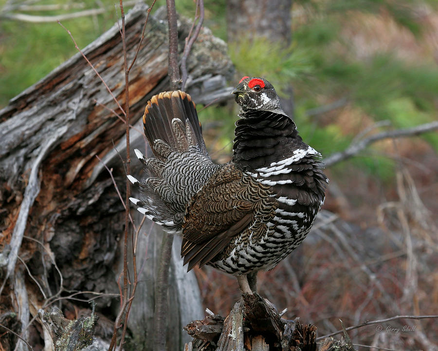 Spruce Grouse Photograph by Gerry Sibell