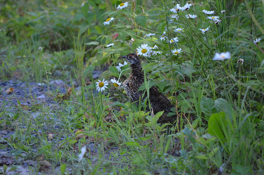 Spruce Grouse Photograph by James Petersen