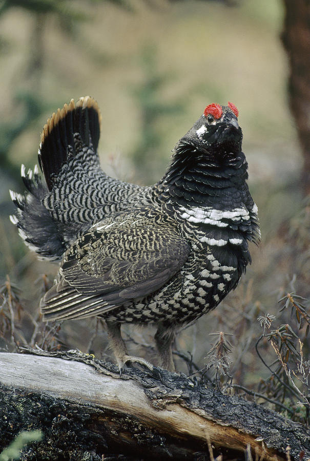 Spruce Grouse Male Courting Alaska Photograph by Michael Quinton