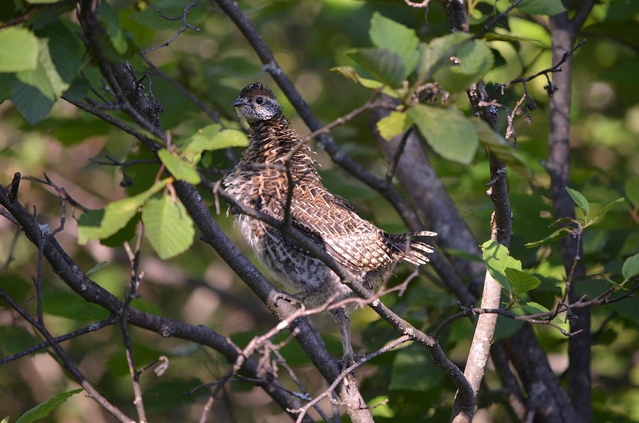 Spruce Grouse2 Photograph by James Petersen