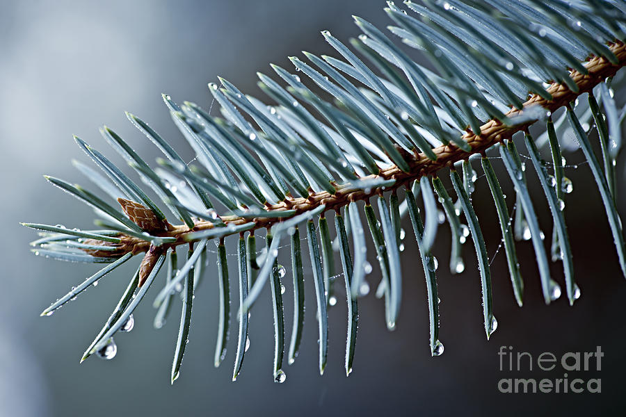 Spruce needles with water drops Photograph by Elena Elisseeva