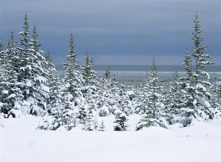 Spruce Trees In Snow Hudson Bay Canada Photograph by Konrad Wothe
