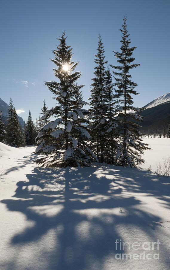 Spruce Trees In Winter Photograph by John Shaw