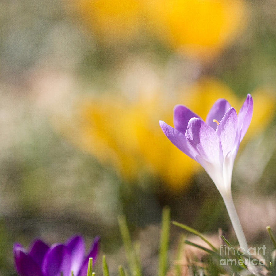 Spring Photograph - Sprung by Kim Fearheiley