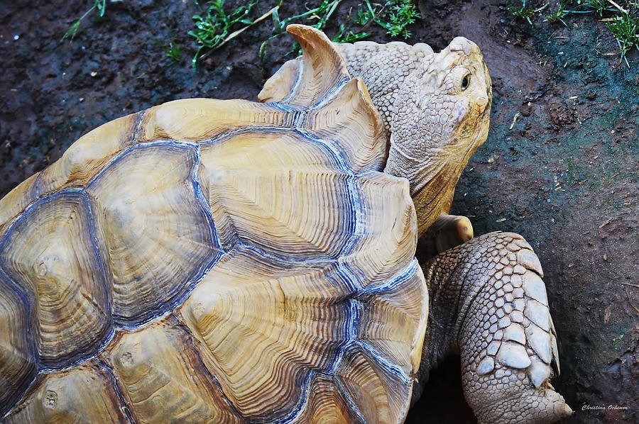 Spur-Thighed Tortoise Photograph by Christina Ochsner