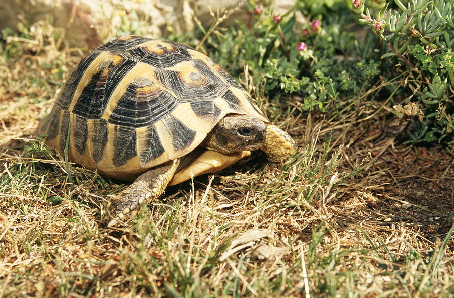 Spur-thighed Tortoise Photograph by M. Watson | Fine Art America