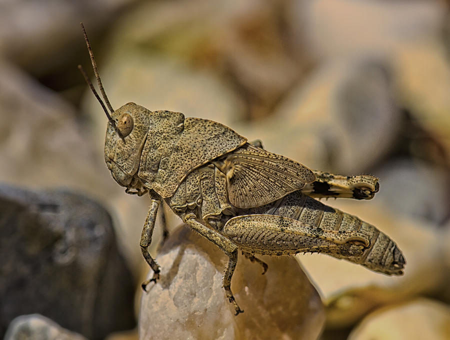 Spur-Throated Grasshopper Photograph by Linda Tiepelman