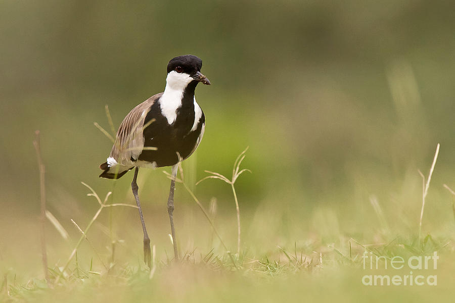 Spur-winged Lapwing Photograph by Jean-Luc Baron