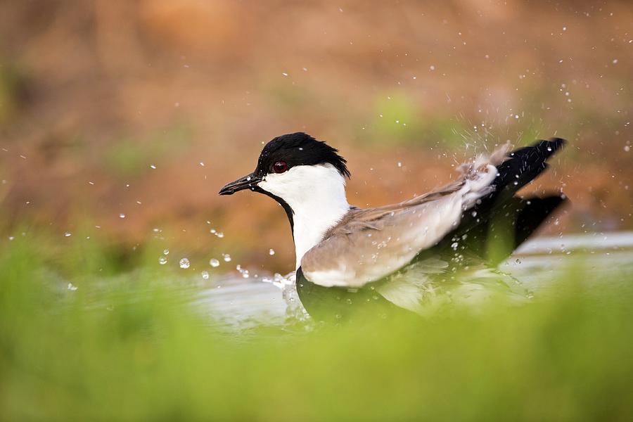 Spur-winged Lapwing Vanellus Spinosus Photograph by Science Photo Library Spur-winged Lapwing Vanellus Spinosus Photograph by Science Photo Library