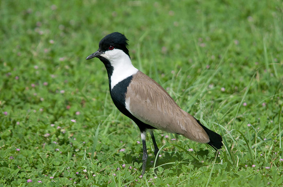 Spur-winged Plover Photograph by Nigel Downer - Fine Art America