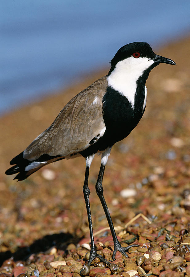Spur-winged Plover Photograph by Science Photo Library Spur-winged Plover Photograph by Science Photo Library