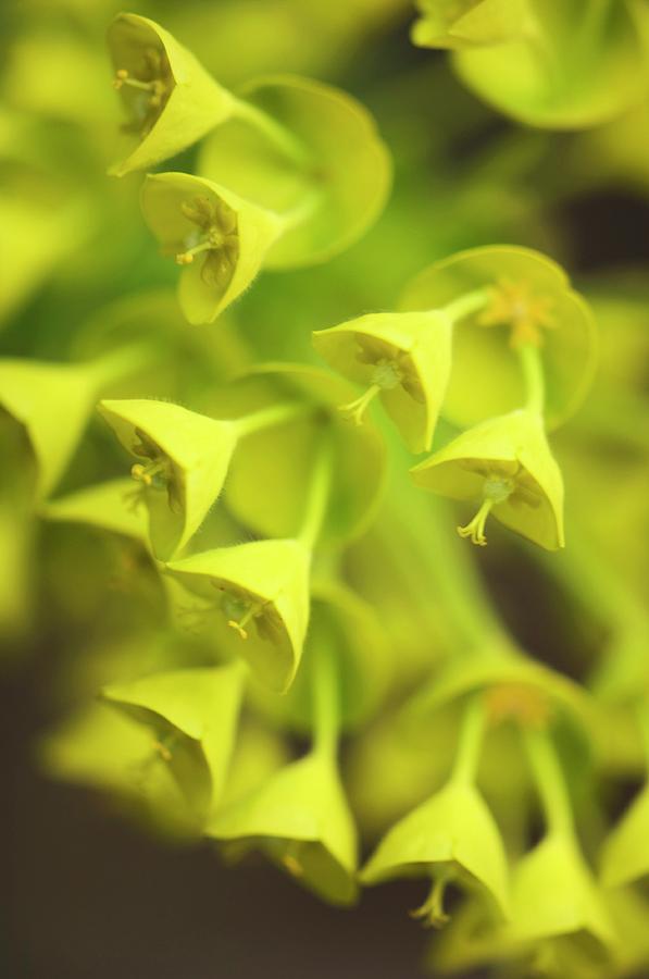 Spurge (euphorbia Characias) Photograph by Science Photo Library Spurge (euphorbia Characias) Photograph by Science Photo Library