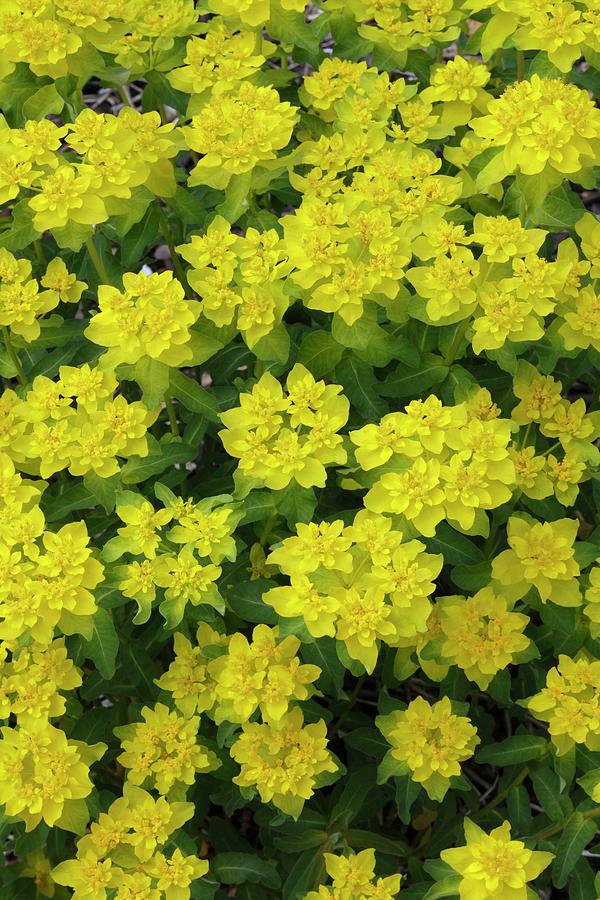 Spurge Flowers. Photograph by Geoff Kidd/science Photo Library - Pixels