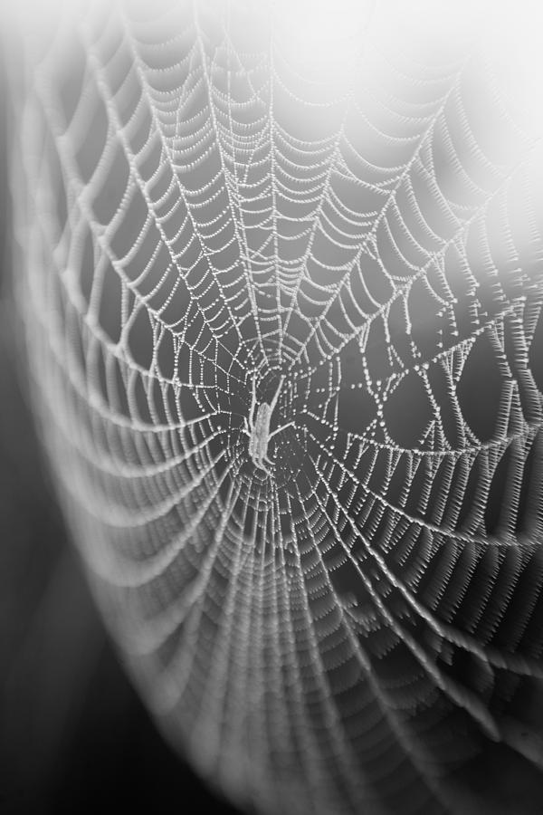 Spyder Web Photograph by Matthew Pace