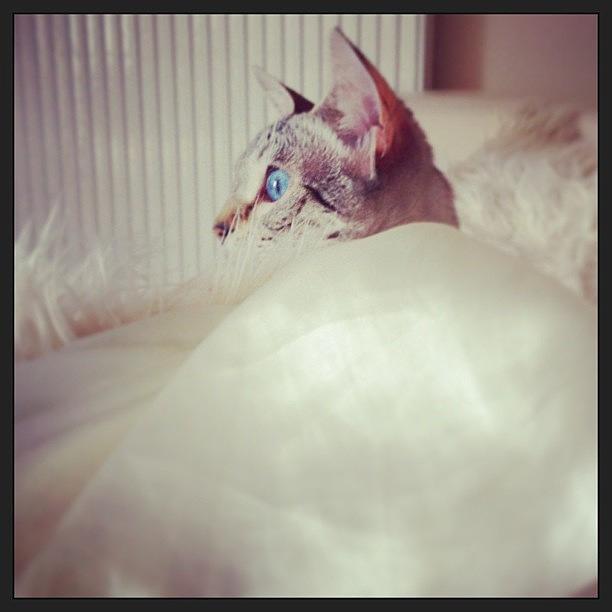 Spying #bengal #12months Photograph by Sand I Am Spying #bengal #12months Photograph by Sand I Am