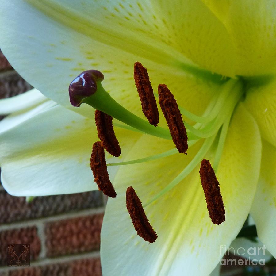Lily Photograph - Sq Lily Morning by Dale Crum