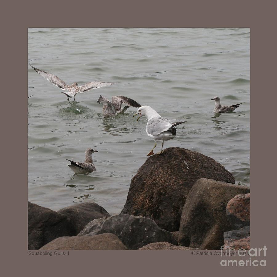 Squabbling Gulls-II Photograph by Patricia Overmoyer