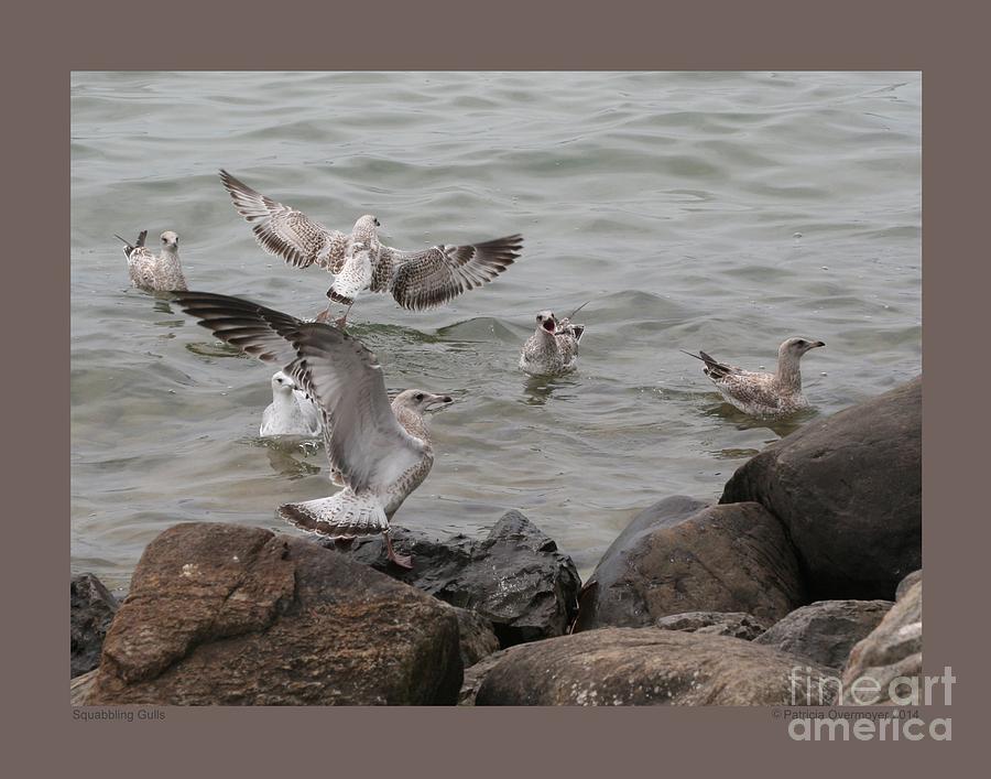 Squabbling Gulls Photograph by Patricia Overmoyer