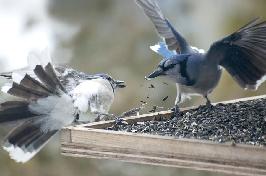 Squabbling Jays Photograph by Ross Powell