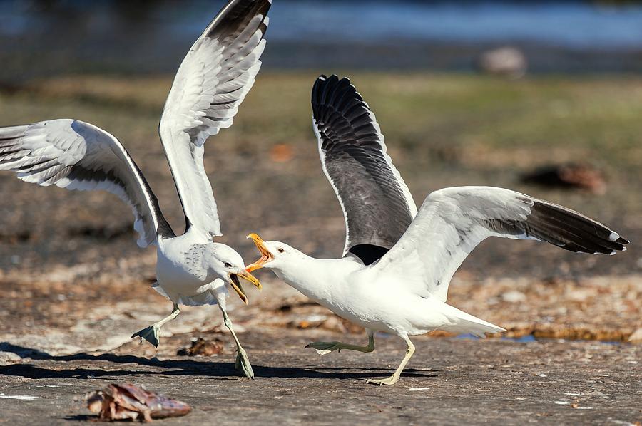 Squabbling Kelp Gulls Photograph By Peter Chadwick Science Photo 