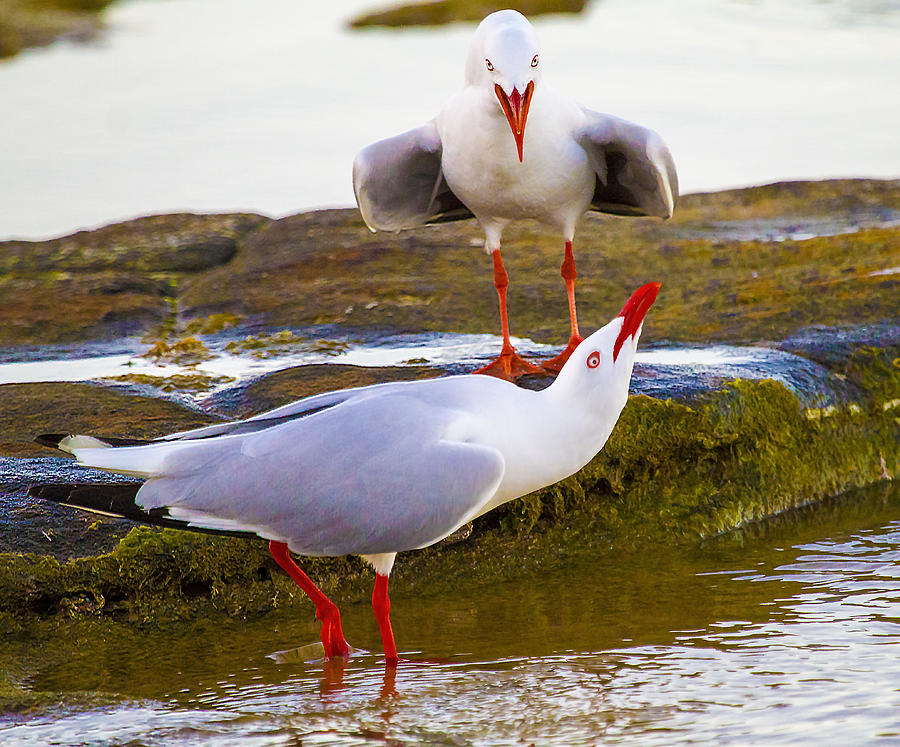 Animal Photograph - Squabbling Seagulls by Mr Bennett Kent