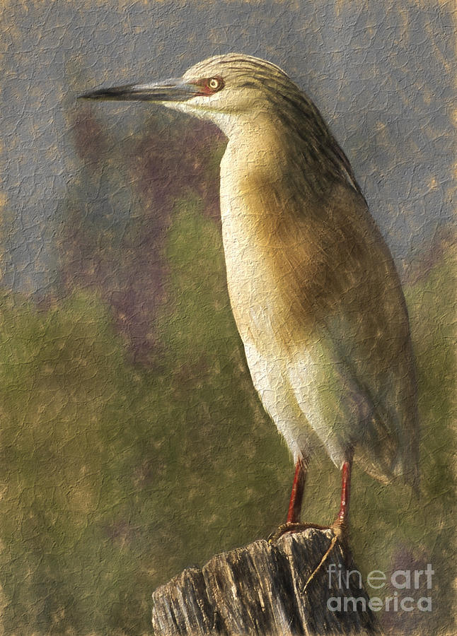 Squacco Heron Ardeola ralloides Digital Art by Perry Van Munster