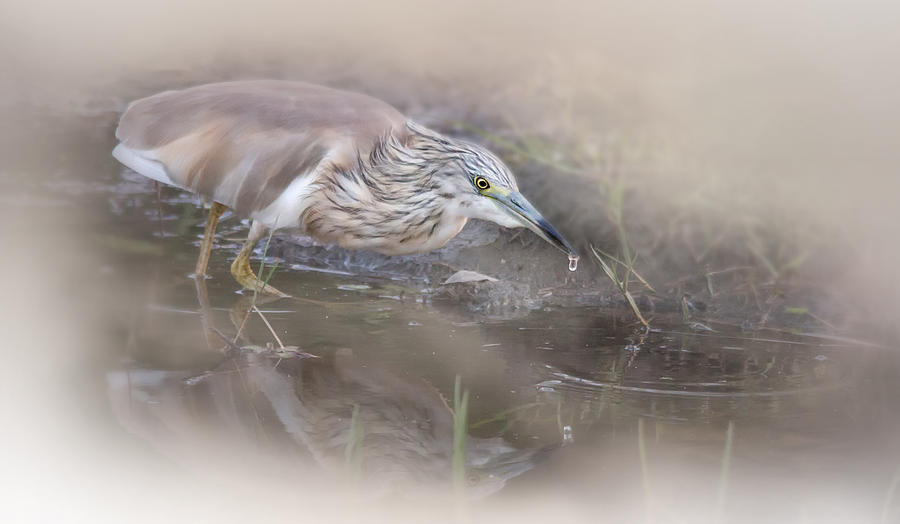 Squacco Heron In The Kruger National Park Photograph