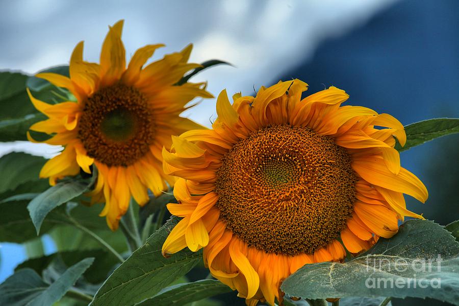 Flower Photograph - Squamish Sunflowers by Adam Jewell