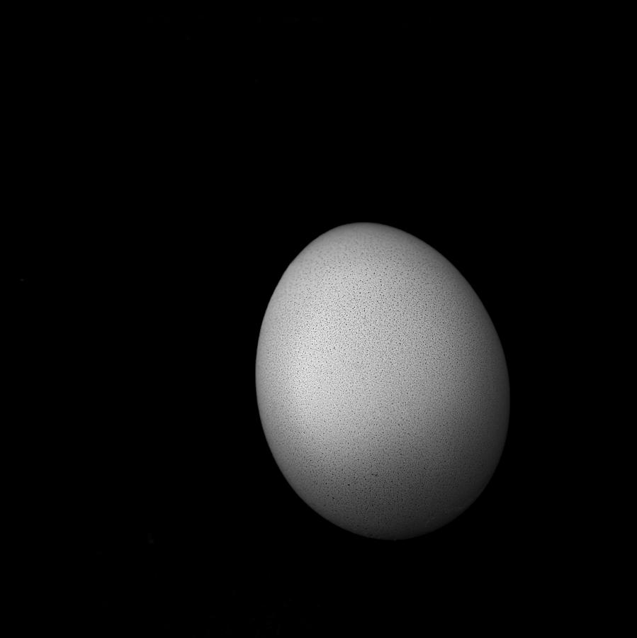Square Black and White Egg  Photograph by Mark McKinney