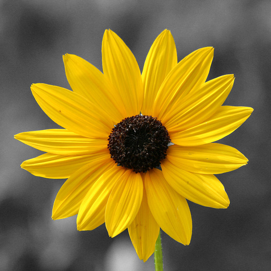 Daisy Photograph - Square Blackeyed Susan 24x24 by Pete Federico Daisy Photograph - Square Blackeyed Susan 24x24 by Pete Federico