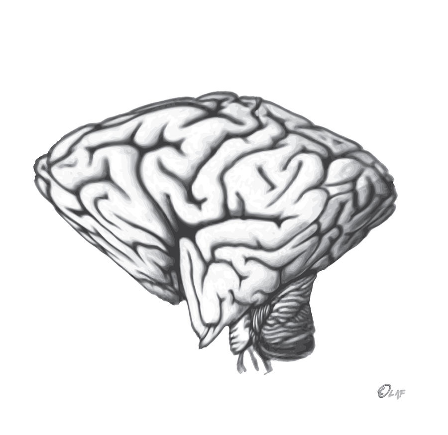 Square Brain In A Round Skull Digital Art