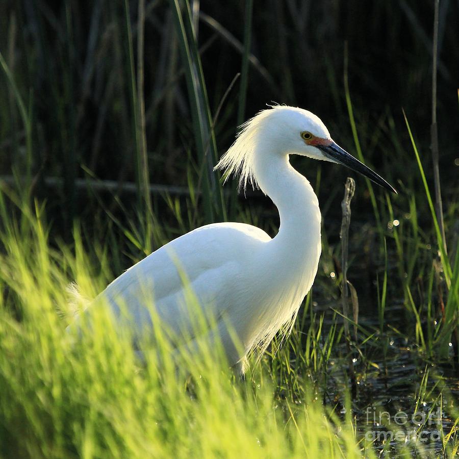 Square Egret Photograph by Roxie Crouch