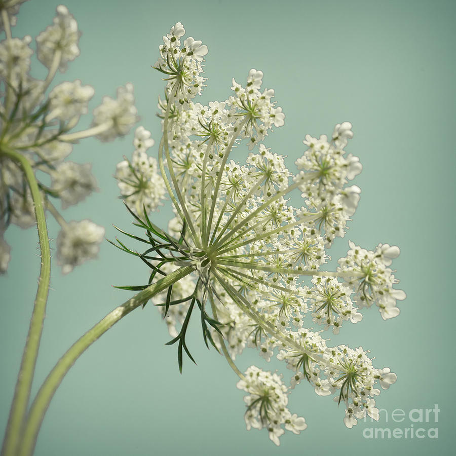 Square Queen Annes Lace 1 Photograph by Lucid Mood