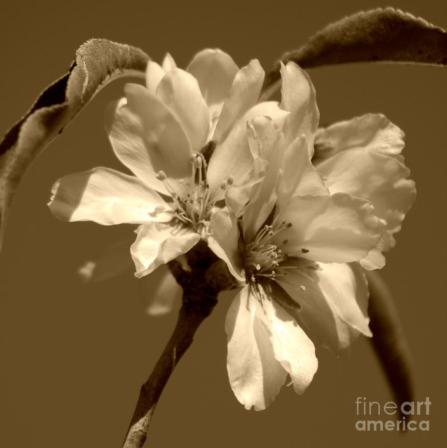 Square Sepia Blooms Photograph by Clare Bevan