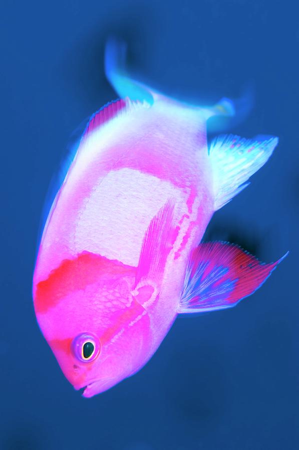 Square-spot Fairy Basslet Photograph by Scubazoo/science Photo Library