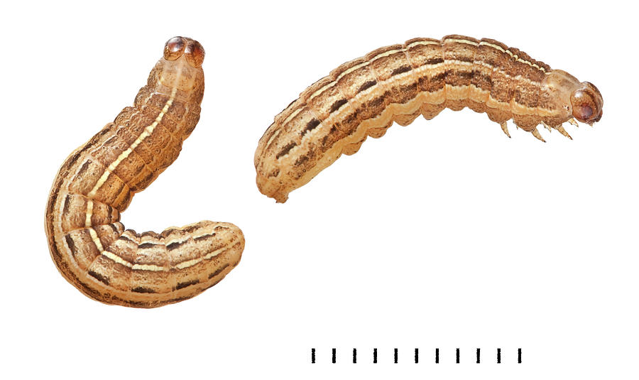Square-spot Rustic Moth Larvae Photograph by Natural History Museum, London