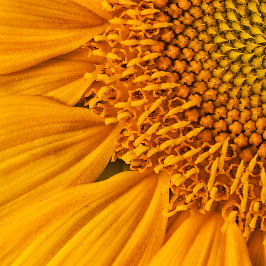 Sunflower Photograph - Square Sunflower by Mark Kiver