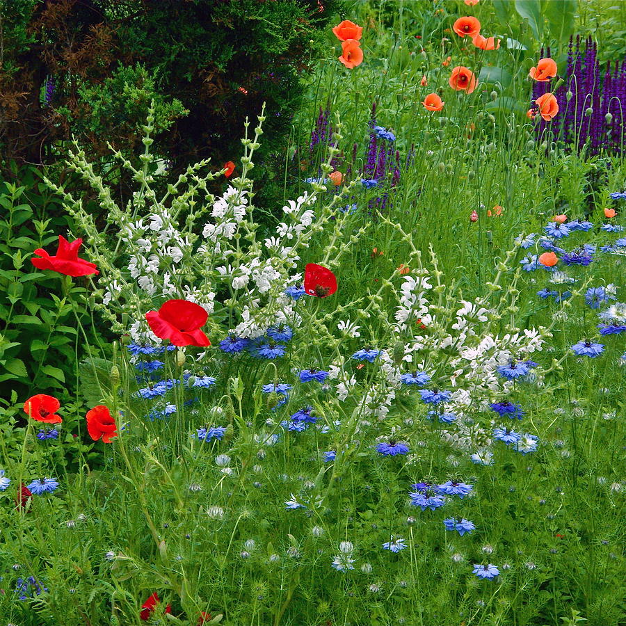 Chanticleer Garden Photograph - Squarely Spring Floral Garden by Byron Varvarigos